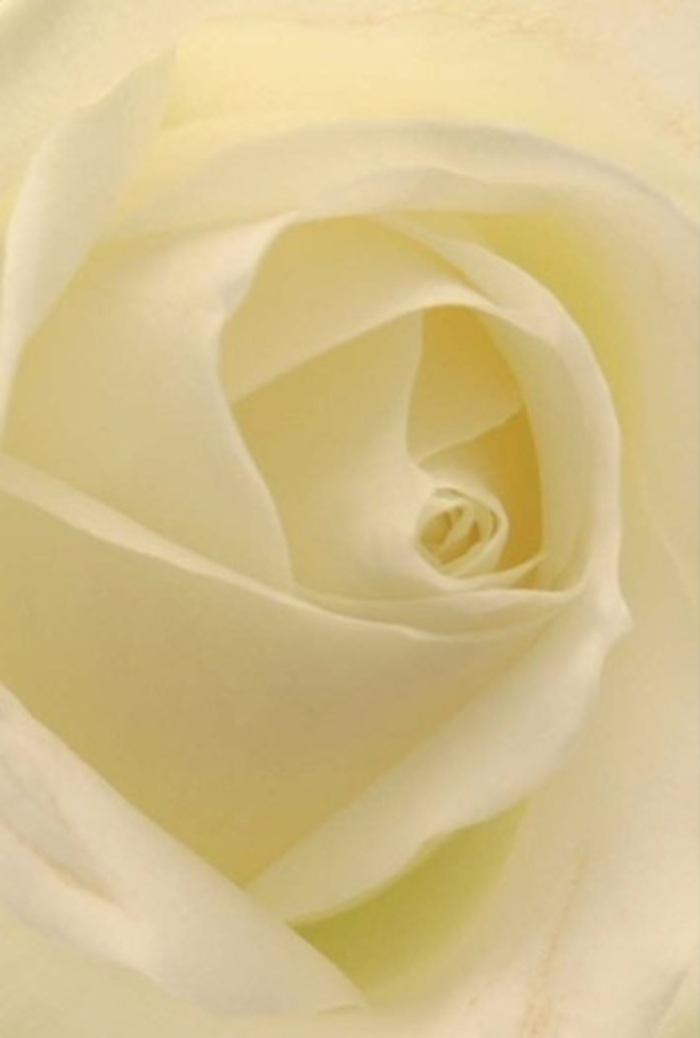 Viewed up close in the tranquil light filtering through Kidbrooke's leafy avenues, this white rose displays an artful layering of creamy petals that spiral towards a luminous centre. The composition celebrates both simplicity and sophistication-a seamless blend of soft whites and warm creams, bathed in natural glow as if the rose itself is illuminated from within. Subtle shadows dance between each fold, enhancing the bloom's depth and inviting the eyes to linger on its unblemished core. As a florist based near the heart of Kidbrooke, I see in this rose the perfect floral gesture-whether to mark an engagement in the gardens of Sutcliffe Park, to convey a heartfelt apology, or to serve as the elegant heart of a wedding bouquet. Its nearly flawless spiral hints at purity and quiet resilience, elevating every arrangement it graces. The rose imparts a delicate, almost ethereal fragrance, and its careful placement within a bouquet brings out nature's understated splendour, a tribute to both craftsmanship and the enduring charm of Kidbrooke's floral traditions.
